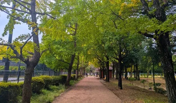 城北公園イチョウ並木